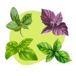 Basil Mix
