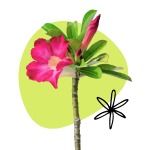 Bonsai for beginners