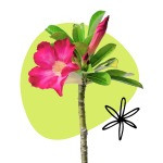 Bonsai for beginners