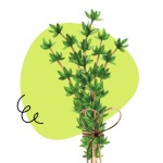 Thyme