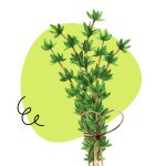Thyme