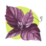 Anti-age purple Basil