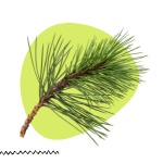 Austrian Pine